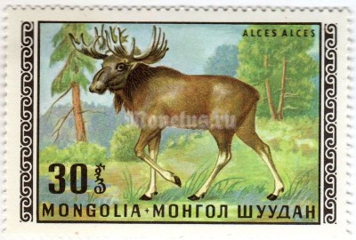марка Монголия 30 монго "Moose (Alces alces)" 1970 год