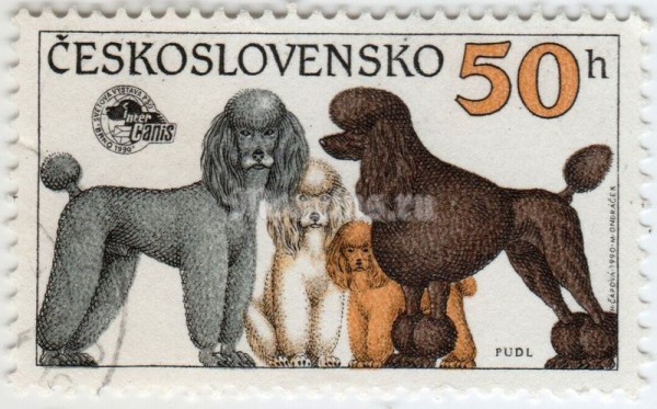 марка Чехословакия 50 геллер "Poodle (Canis lupus familiaris) different Breeds" 1990 год гашение