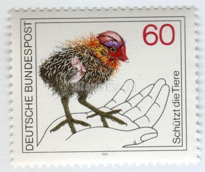 марка ФРГ 60 пфенниг "Hand holding Common Coot (Fulica atra) - Chick" 1981 год