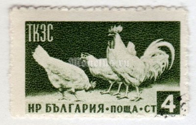 марка Болгария 4 стотинки  "Rooster and hens (Gallus gallus domesticus)" 1955 год Гашение