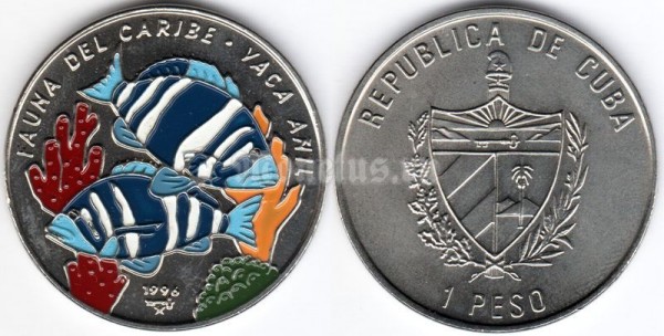 монета Куба 1 песо 1996 год Карибская фауна - Вака Индиго. Цветная эмаль