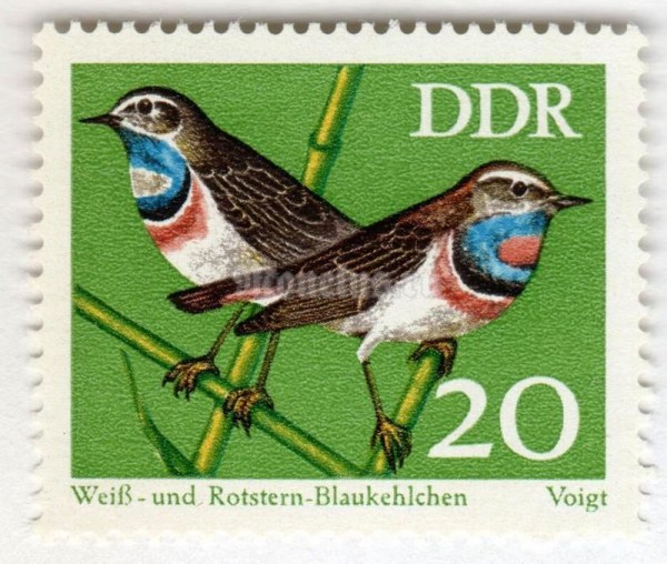 марка ГДР 20 пфенниг "White-spotted Bluethroat (Luscinia svecica cyanecula)" 1973 год 