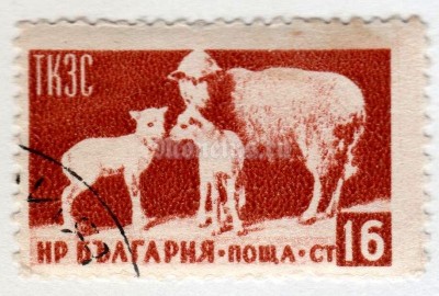 марка Болгария 16 стотинок  "Ewe and lambs (Ovis ammon aries)" 1955 год Гашение