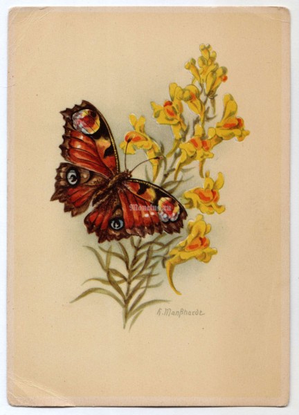 Открытка ГДР Германия Цветы Бабочка (2), чистая