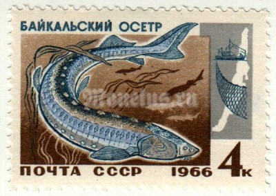 марка СССР 4 копейки "Осетр" 1966 год