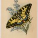 Открытка ГДР Германия Цветы Бабочка (1), чистая