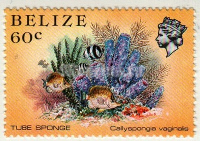 марка Белиз 60 центов "Callyspongia vaginalis" 1984 год