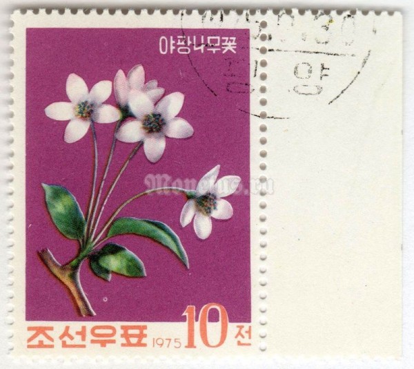 марка Северная Корея 10 чон "Wild apple" 1975 год Гашение