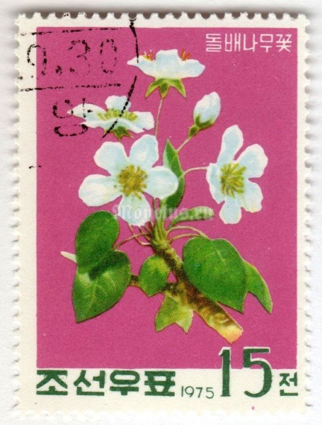 марка Северная Корея 15 чон "Wild pear - Pyrus communis" 1975 год Гашение