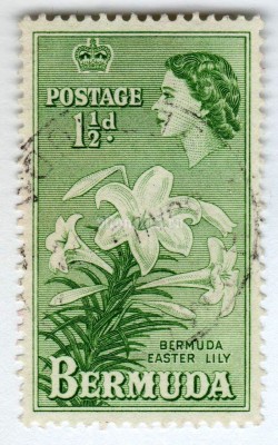 марка Бермудские острова 1 1/2 пенни "Easter Lillies (Lilium longiflorum)" 1953 год Гашение