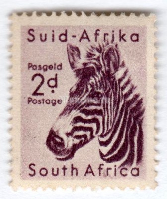 марка Южная Африка 2 пенни "Mountain Zebra (Equus zebra)" 1954 год