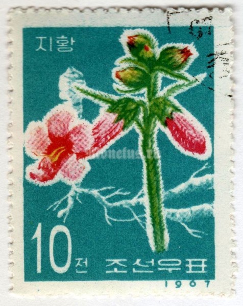 марка Северная Корея 10 чон "Rehmannia glutinosa" 1967 год Гашение