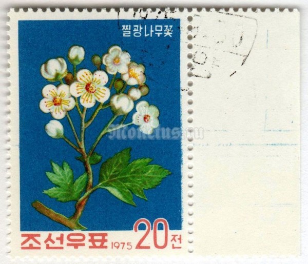 марка Северная Корея 20 чон "Hawthorn (Crataegus monogyna)" 1975 год Гашение