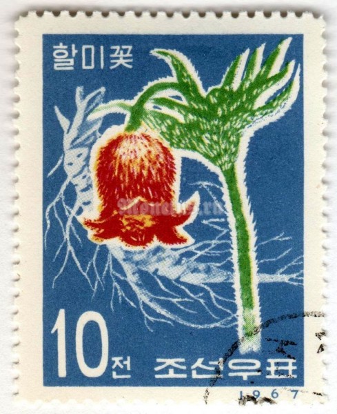 марка Северная Корея 10 чон "Pulsatilla koreana" 1967 год Гашение
