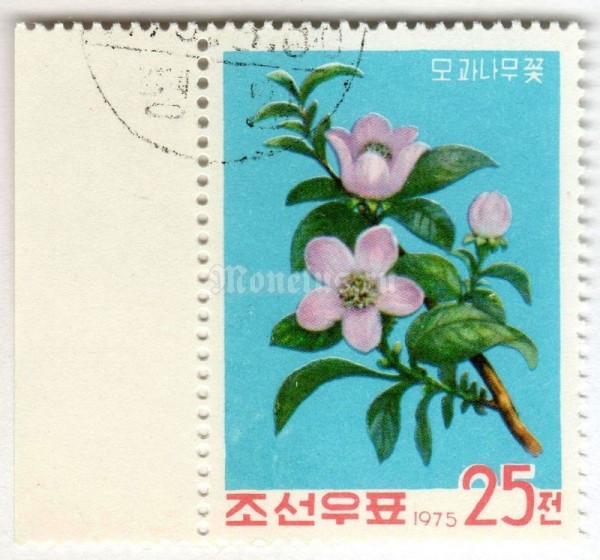 марка Северная Корея 25 чон "Chinese quince (Pseudocydonia sinensis)" 1975 год Гашение