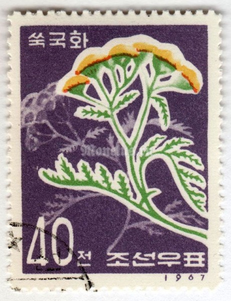марка Северная Корея 40 чон "Tanacetum boreale" 1967 год Гашение