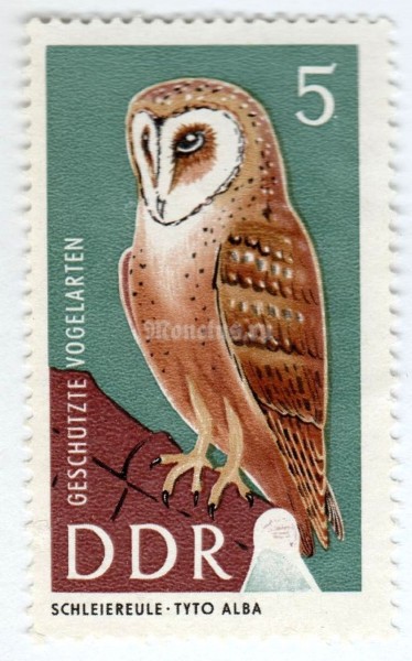 марка ГДР 5 пфенниг "Common Barn Owl (Tyto alba)" 1967 год 