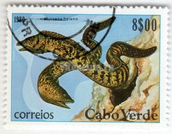 марка Кабо-Верде 8 эскудо "Mediterranean Moray (Muraena helana)" 1980 год Гашение