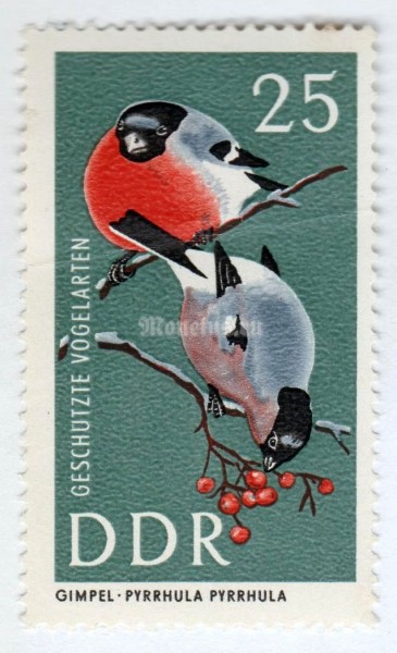 марка ГДР 25 пфенниг "Eurasian Bullfinch (Pyrrhula pyrrhula)" 1967 год 