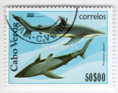 марка Кабо-Верде 50 эскудо "Blue Shark (Prionace glauca)" 1980 год Гашение