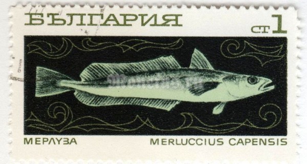 марка Болгария 1 стотинка "South African Hake (Merluccius capensis)" 1969 год Гашение