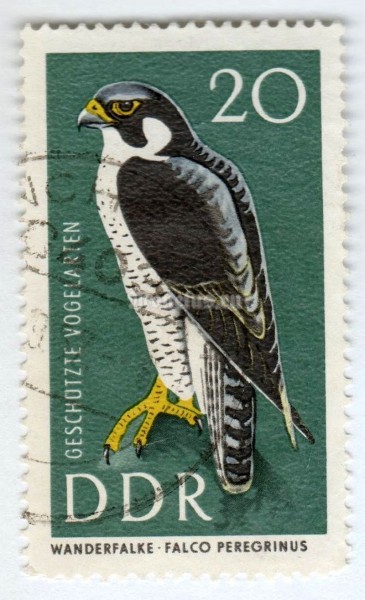 марка ГДР 20 пфенниг "Peregrine Falcon (Falco peregrinus)" 1967 год Гашение