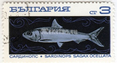 марка Болгария 3 стотинки "African Pilchard (Sardinops ocellata)" 1969 год Гашение