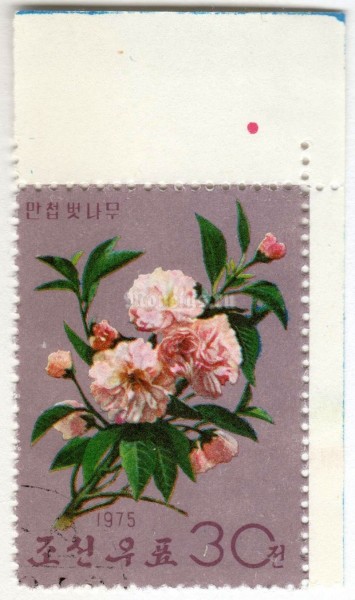 марка Северная Корея 30 чон "Cherry" 1975 год Гашение