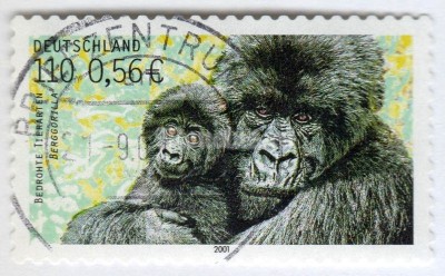 марка ФРГ 110 пфенниг "Mountain Gorilla (Gorilla gorilla beringei)" 2001 год Гашение