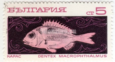 марка Болгария 5 стотинок "Large-eye Dentex (Dentex macrophthalmus)" 1969 год Гашение