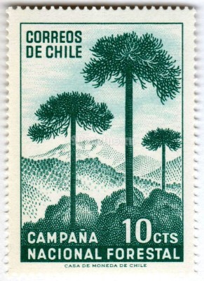 марка Чили 10 чентезимо "Araucaria" 1967 года