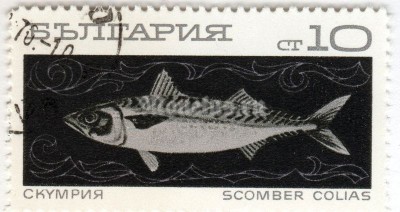 марка Болгария 10 стотинок "Atlantic Chub Mackerel (Scomber colias)" 1969 год Гашение