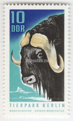 марка ГДР 10 пфенниг "Muskox (Ovibos moschatus)" 1970 год 