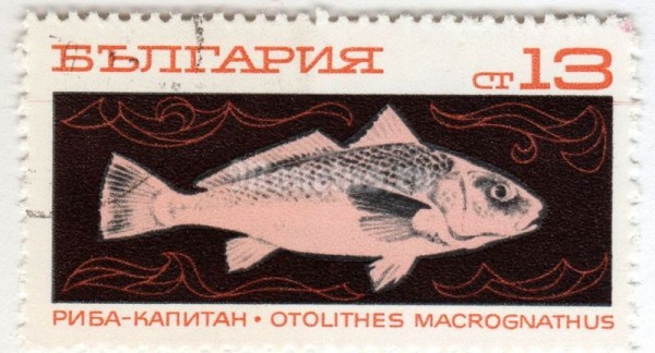 марка Болгария 13 стотинок "Croaker (Otolithes macroganathus)" 1969 год Гашение