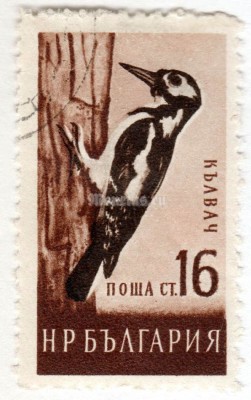 марка Болгария 16 стотинок  "Great Spotted Woodpecker (Dendrocopos major)" 1959 год Гашение