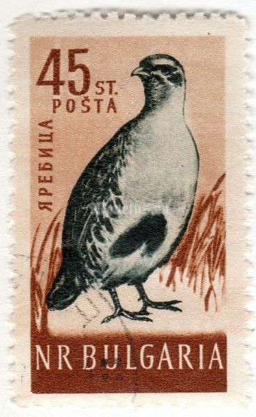 марка Болгария 45 стотинок  "Gray Partridge (Perdix perdix)" 1959 год Гашение