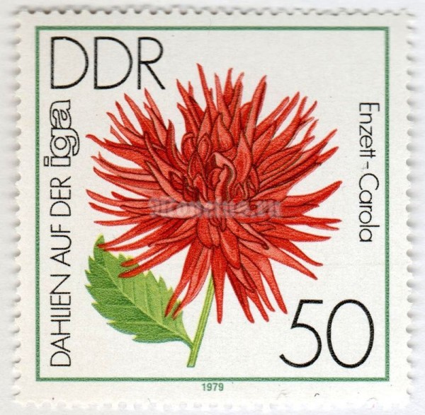марка ГДР 50 пфенниг "Cactus Dahlia 'Enzett-Carola" 1979 год