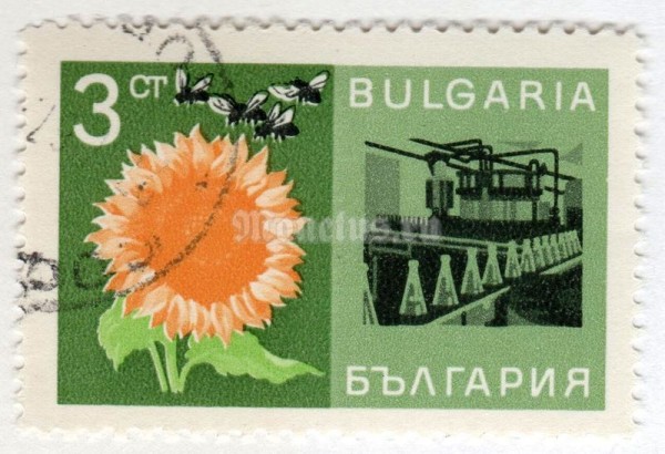 марка Болгария 3 стотинки "Domestic Sheep (Ovis ammon aries), Stables" 1967 год Гашение