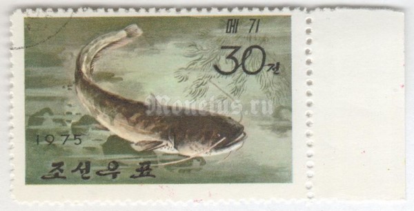 марка Северная Корея 30 чон "Amur Catfish (Silurus asotus)" 1975 год Гашение
