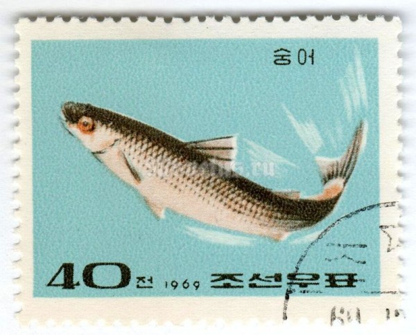 марка Северная Корея 40 чон "Mullet Fish" 1969 год Гашение