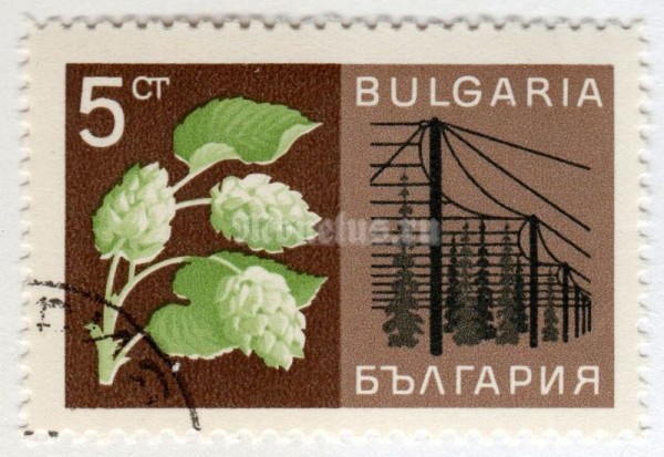 марка Болгария 5 стотинок "Hop and hop garden" 1967 год Гашение