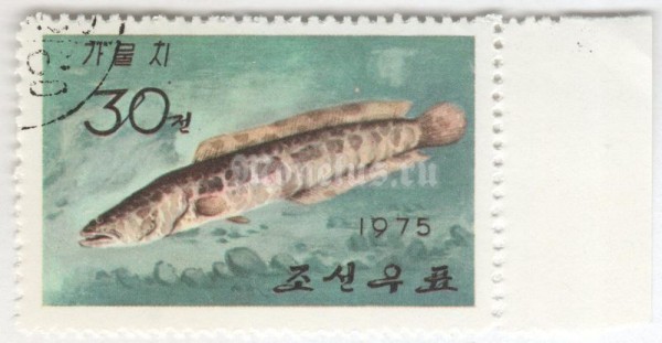 марка Северная Корея 30 чон "Northern Snakehead (Channa argus)" 1975 год Гашение