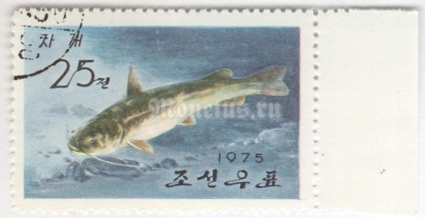 марка Северная Корея 25 чон "Amur Catfish (Silurus asotus)" 1975 год Гашение