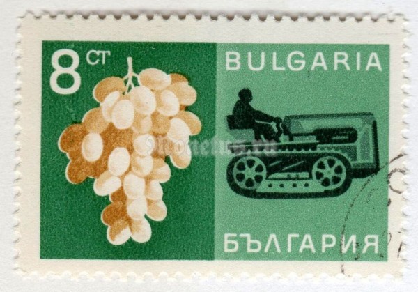 марка Болгария 8 стотинок "Grape" 1967 год Гашение