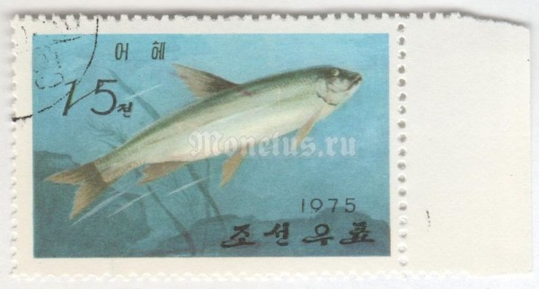 марка Северная Корея 15 чон "Grass Carp (Ctenopharyngodon idella)" 1975 год Гашение