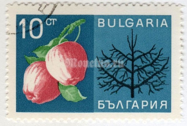 марка Болгария 10 стотинок "Fruits" 1967 год Гашение
