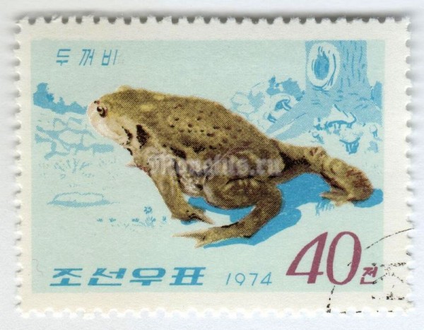 марка Северная Корея 40 чон "Common Toad (Bufo bufo ssp. formosa)" 1974 год Гашение