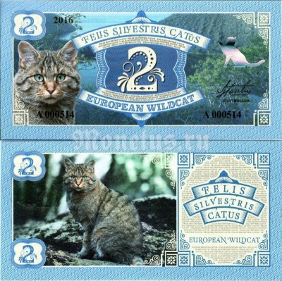 Бона 2 Серия кошки - Европейская дикая кошка 2016 год