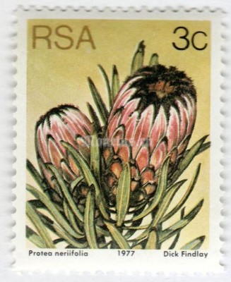 марка Южная Африка 3 цента "Protea nerlifolia" 1979 год