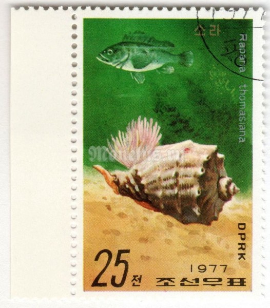 марка Северная Корея 25 чон "Veined Rapa Whelk (Rapana thomasiana)" 1977 год Гашение